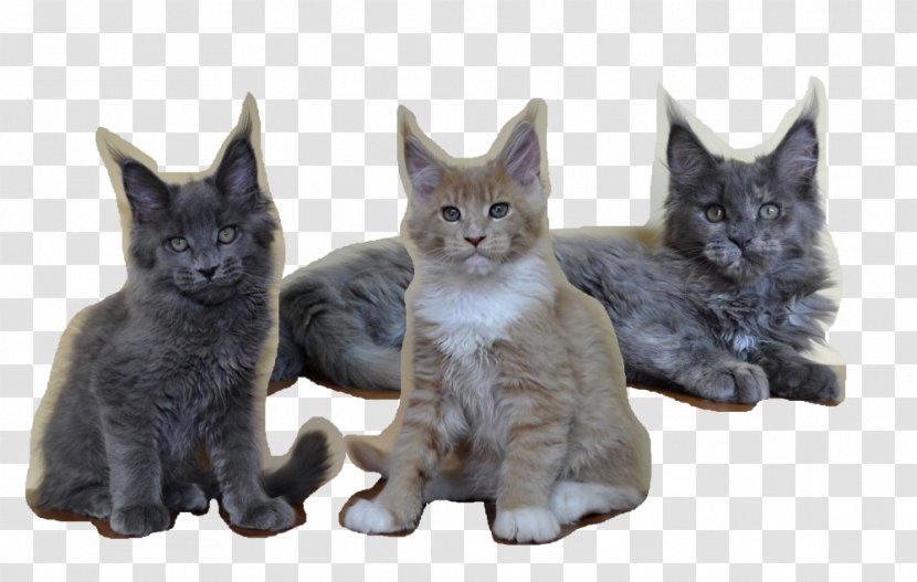 Kitten Russian Blue German Rex Korat Domestic Short-haired Cat - Maine Coon Transparent PNG