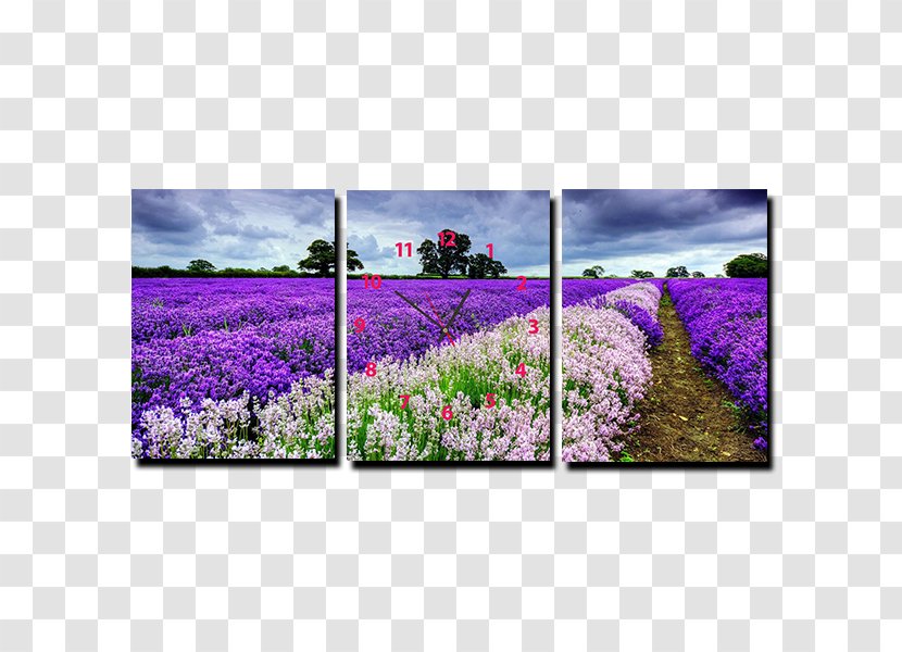 Laptop Desktop Wallpaper Photography High-definition Television Mobile Phones - English Lavender Transparent PNG