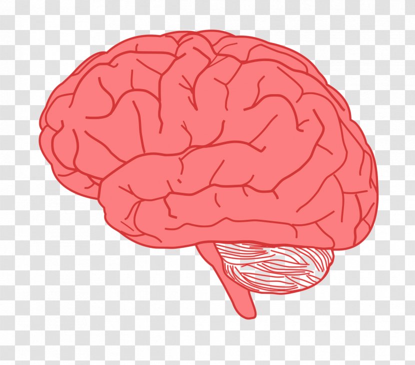 Human Brain Clip Art - Cartoon Transparent PNG