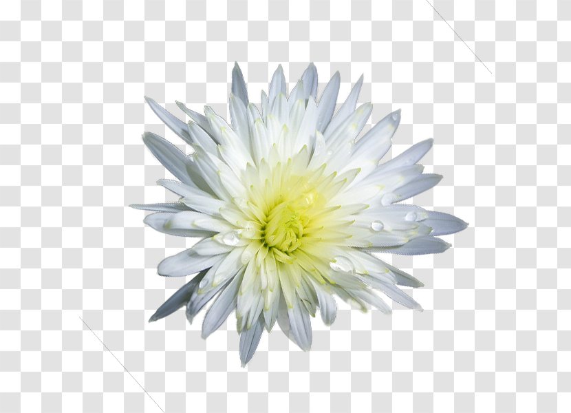 Chrysanthemum Transvaal Daisy - Gerbera - White Transparent PNG