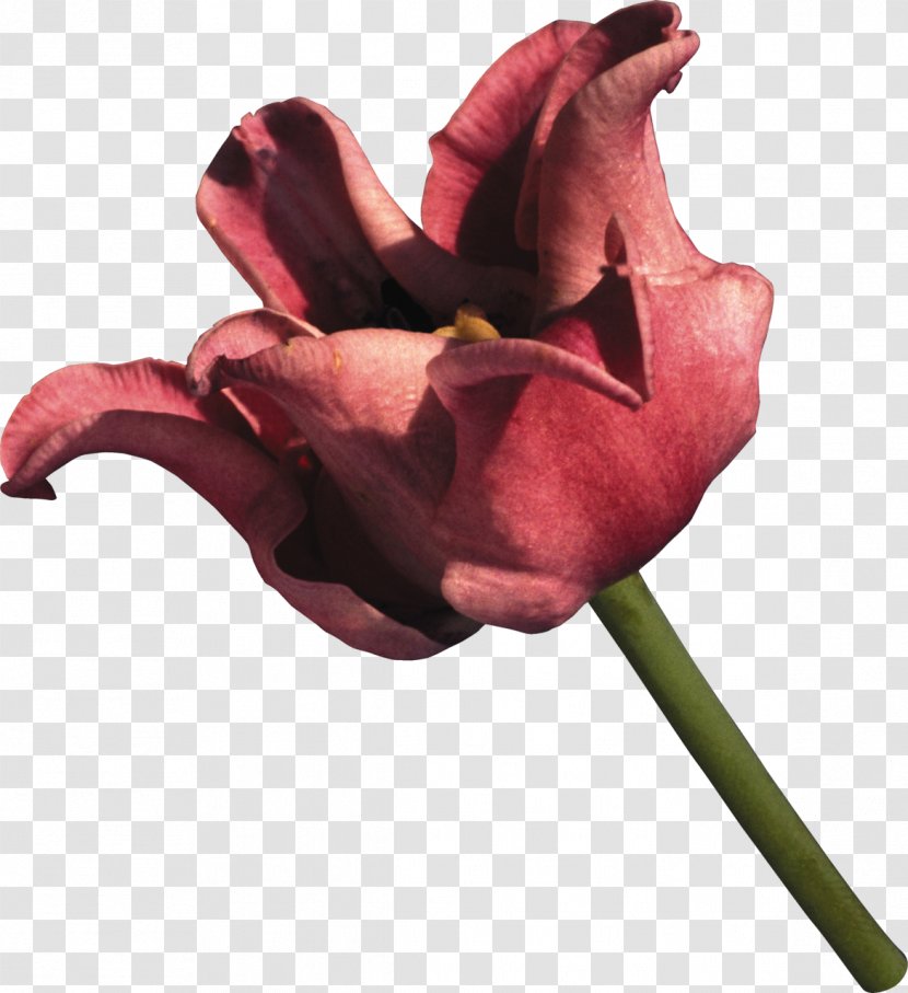 Cut Flowers Tulip Rose Clip Art - Garden Roses Transparent PNG