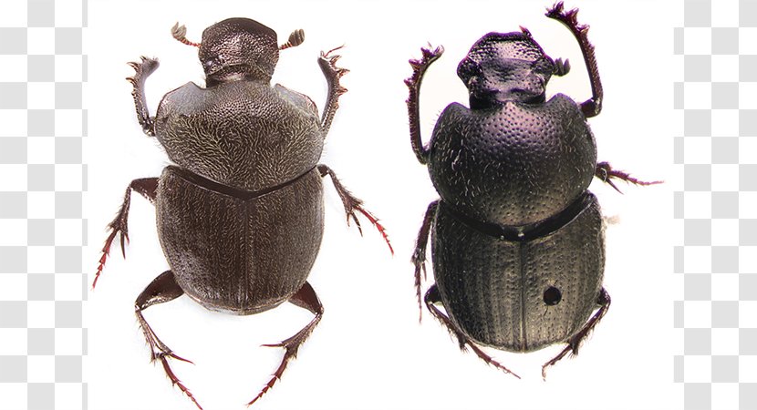 Dung Beetle Weevil Scarab Pest Transparent PNG