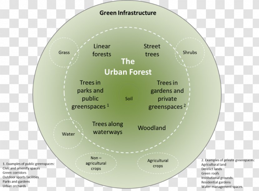 Urban Forestry Green Infrastructure - Forest Transparent PNG