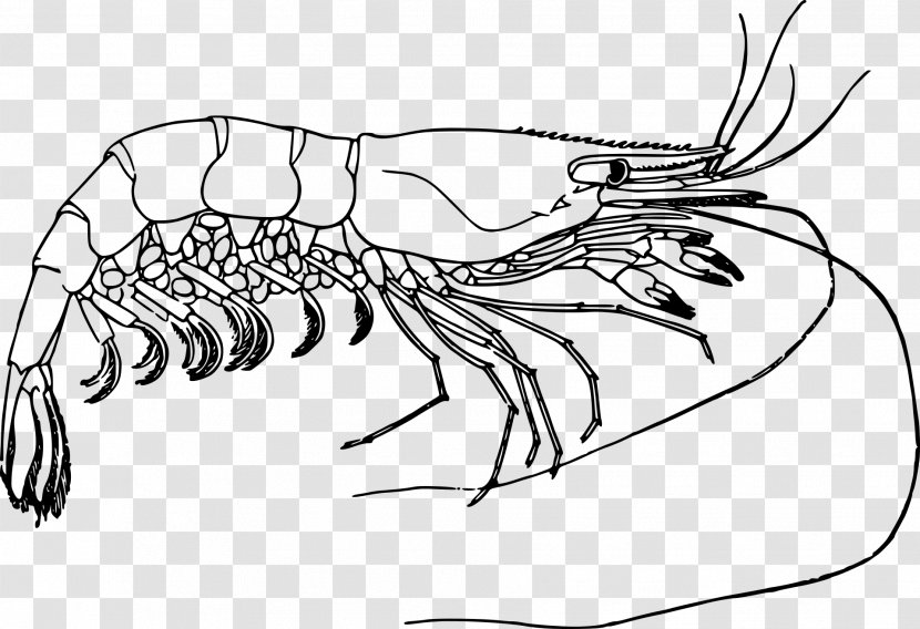 Drawing Prawn Clip Art - Wing - Lobster Transparent PNG