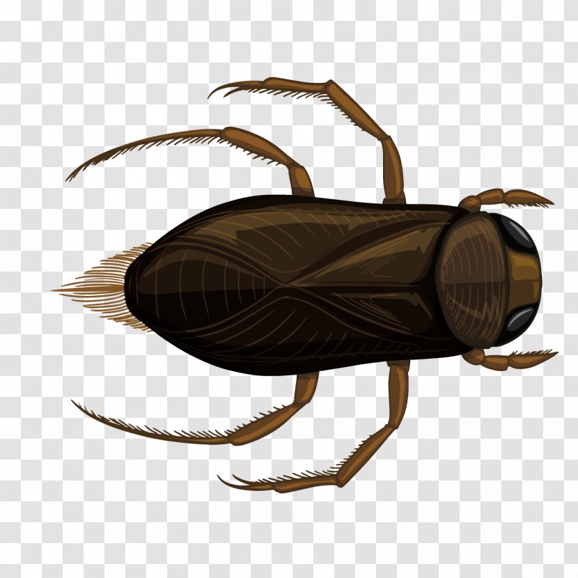 Insect Illustration - Vector Bucket Cricket Transparent PNG