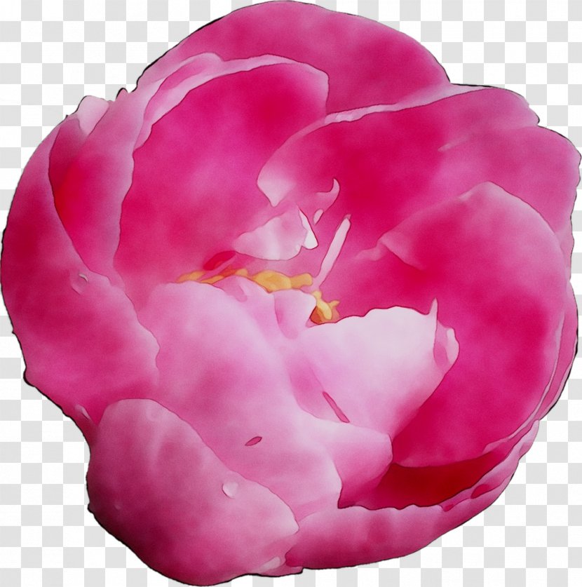 Cabbage Rose Garden Roses Peony Herbaceous Plant Pink M Transparent PNG