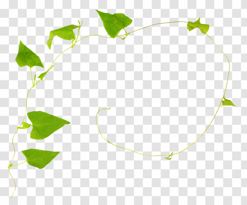 Green Poster Twig Leaf Graphics - Vine - Morning Glory Transparent PNG