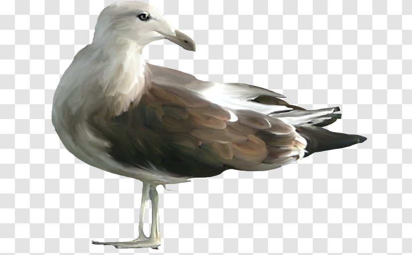 European Herring Gull Clip Art - Bird - Anna Sui Transparent PNG