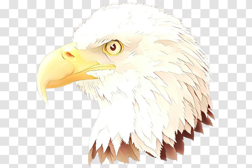 Eagle Drawing - Falconiformes Transparent PNG