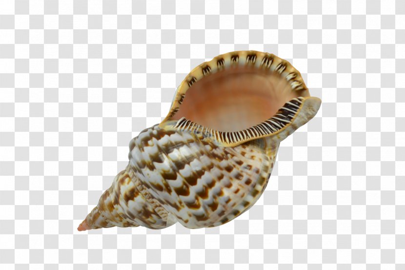 Seashell Cockle Lobatus Gigas Conchology Charonia - Seashells Transparent PNG
