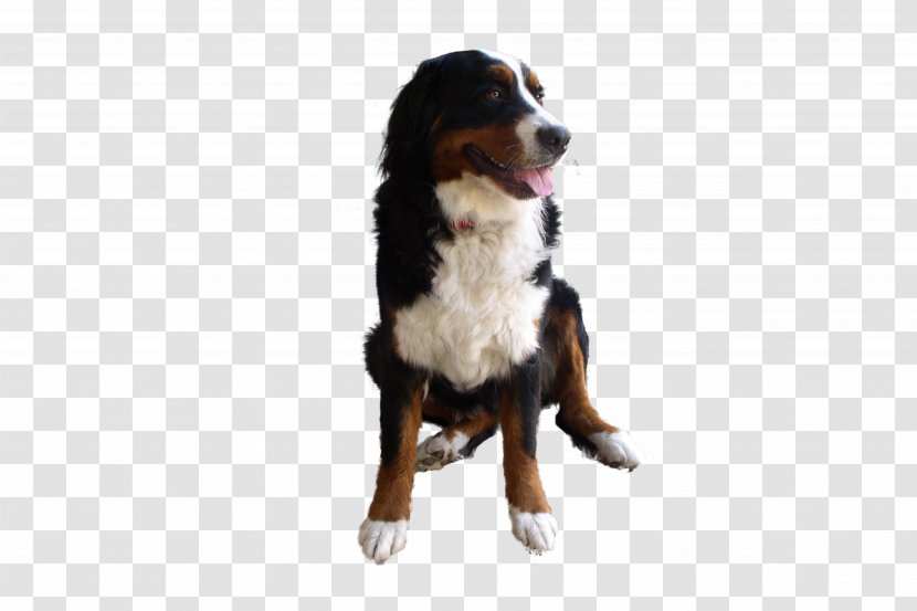 Bernese Mountain Dog Greater Swiss Entlebucher Dogo Argentino Breed - Puppy - Image Transparent PNG