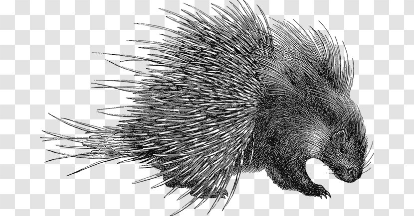 Porcupine Domesticated Hedgehog Beaver - Organism Transparent PNG
