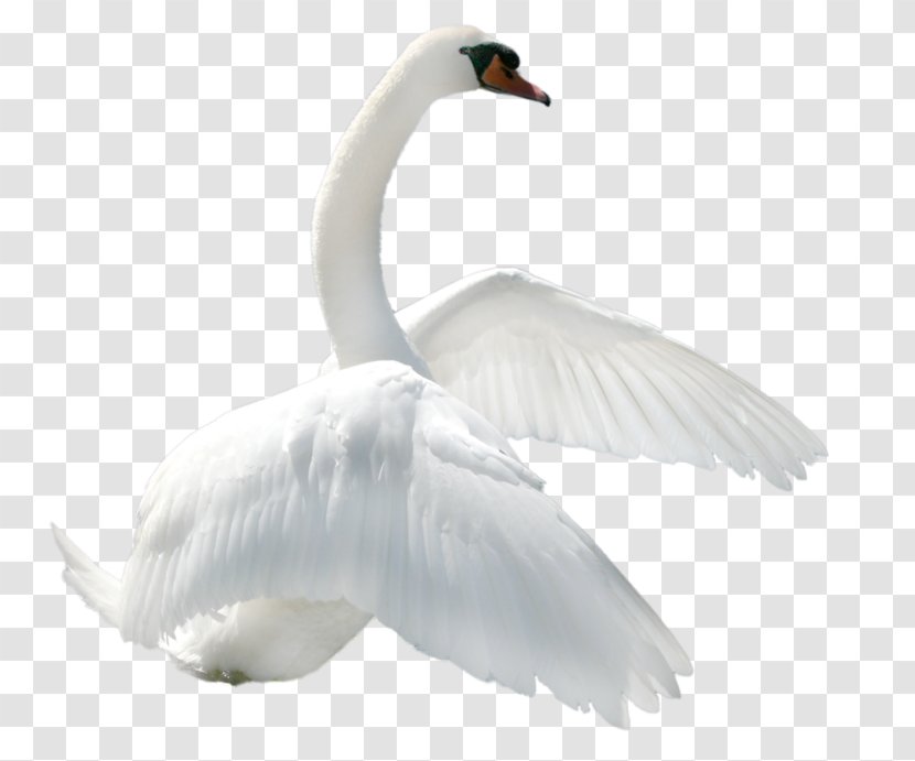 Swan Clip Art - Photography Transparent PNG