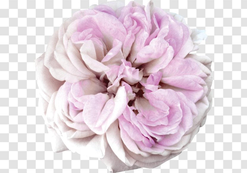 Cabbage Rose Garden Roses Cut Flowers Flower Bouquet - Barra Filigree Transparent PNG