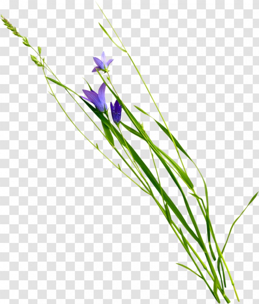 Violet Flower Plant Photography Clip Art - Floral Design - Gazania Transparent PNG