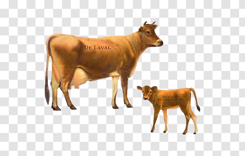 Jersey Cattle Calf DeLaval Dairy Transparent PNG