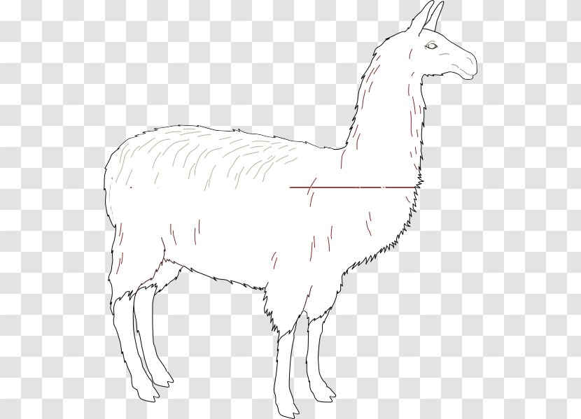 Llama Line Art Drawing Clip - Horse Like Mammal - Camel Transparent PNG