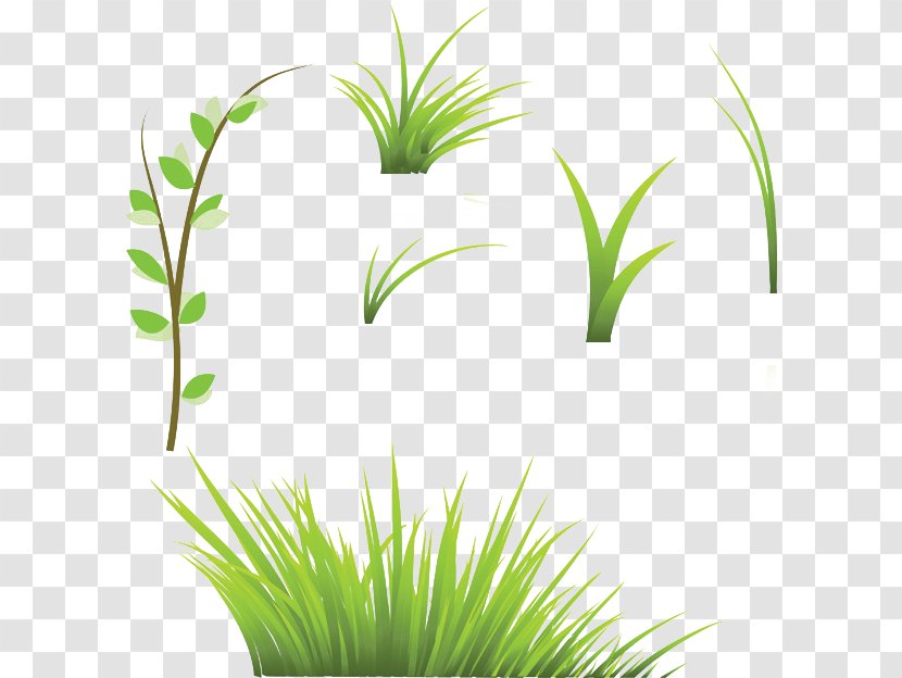 Lawn Stock Photography Royalty-free Clip Art - Grass Family Transparent PNG