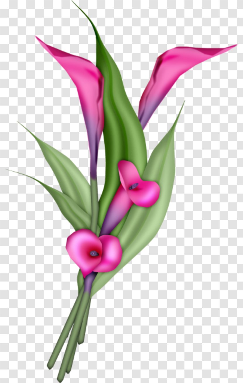 Flower Pink Plant Petal Cut Flowers - Magenta - Terrestrial Pedicel Transparent PNG