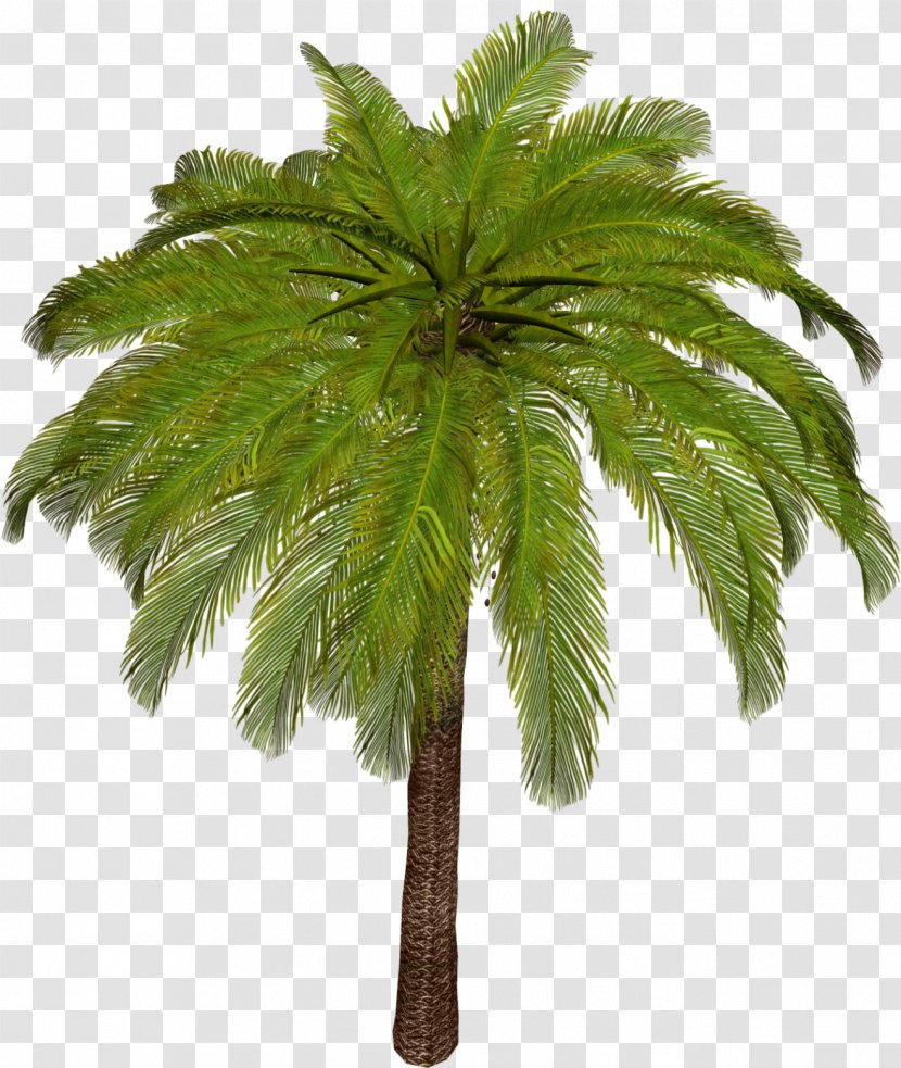 Arecaceae Asian Palmyra Palm Tree Leaf Plant Stem - Coconut Transparent PNG