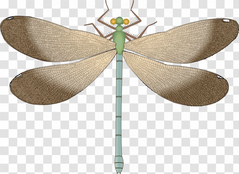 Dragonfly - Moths And Butterflies Transparent PNG