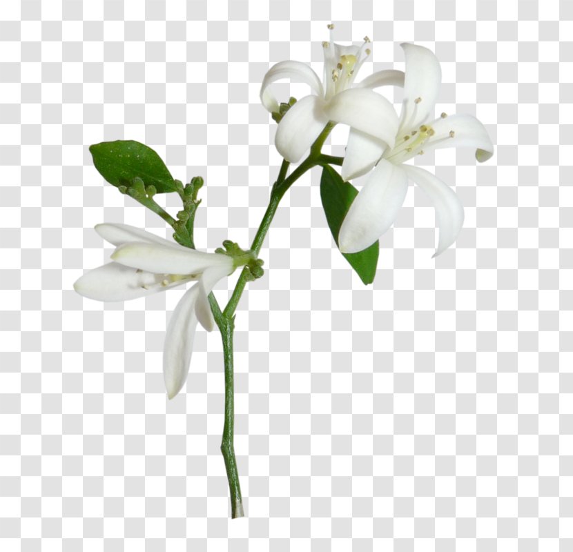Light Lilium Candidum White Flower - Lily Transparent PNG