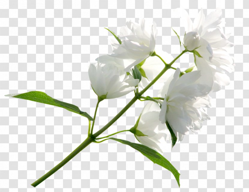 Flower Clip Art - Branch - White Roses Transparent PNG