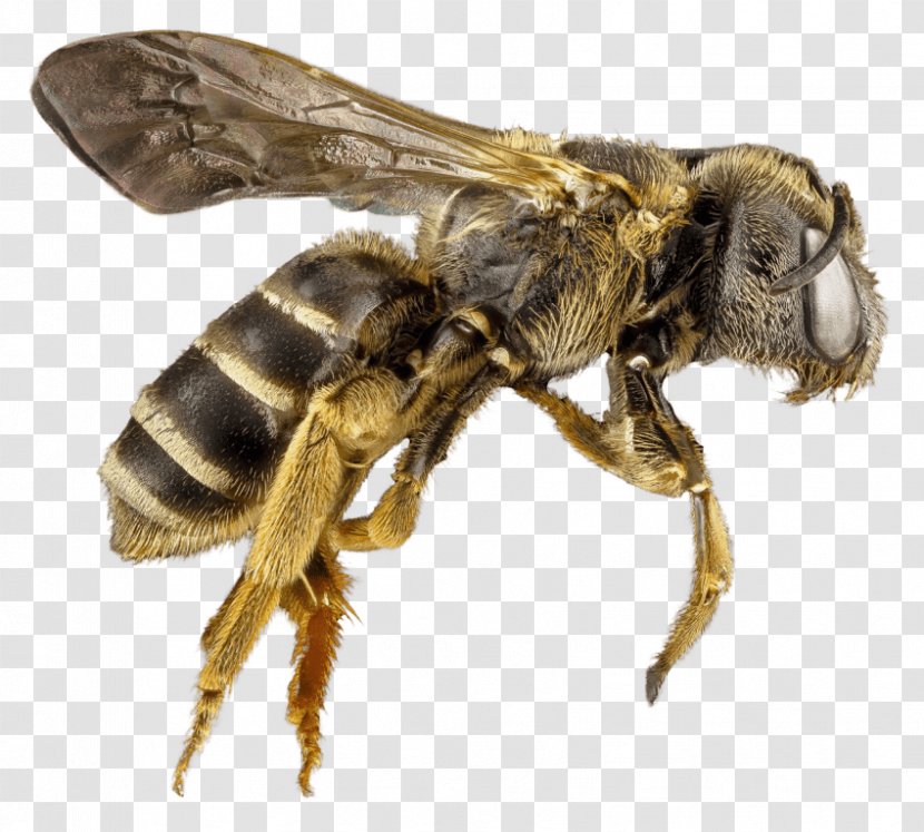 Western Honey Bee Insect Hornet - Invertebrate Transparent PNG