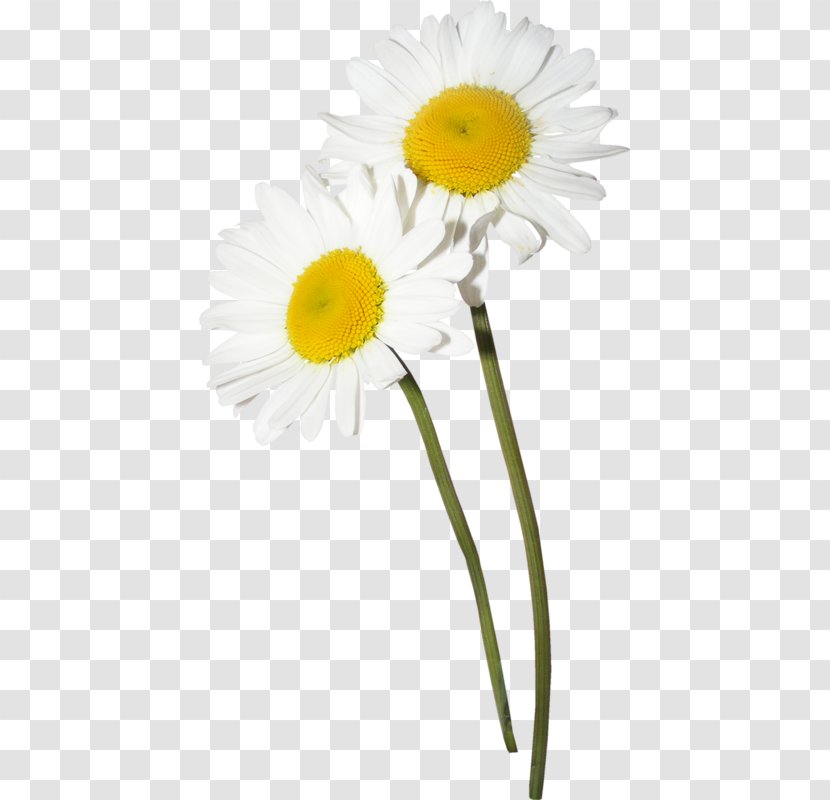 Common Daisy German Chamomile Flower Clip Art - Oxeye - Floral Design Creative Watercolor Transparent PNG