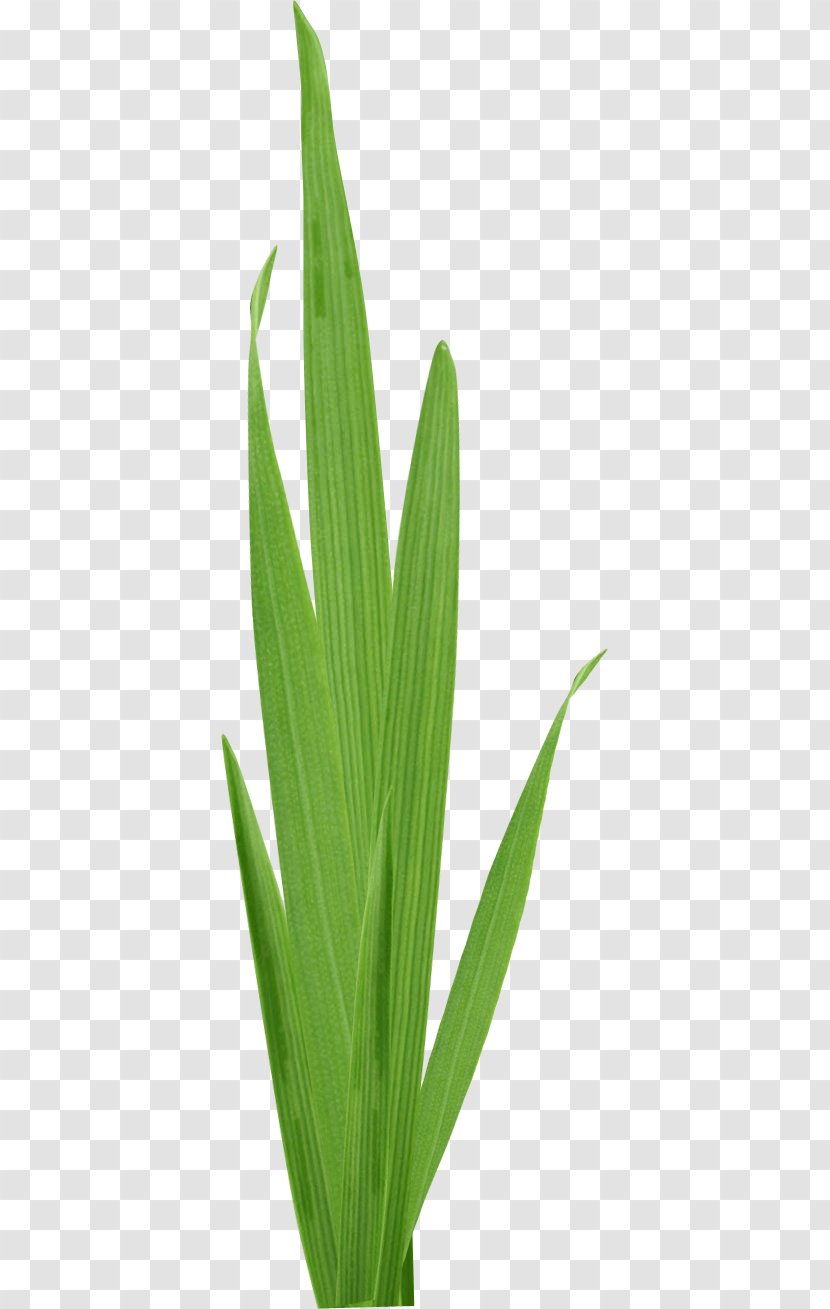 Leaf Download Cartoon Plant Stem - Green Grass Transparent PNG