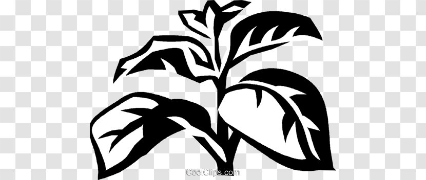 Basil Herb Medicinal Plants Clip Art - Flora - Drawing Transparent PNG