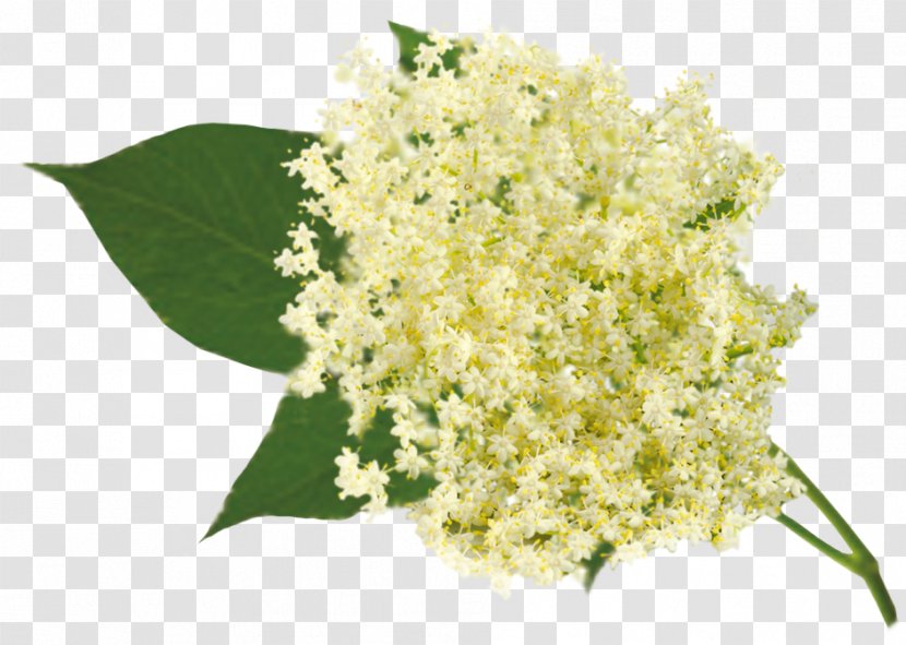 Elderflower Cordial Herb Floral Design - Currant - Flower Transparent PNG