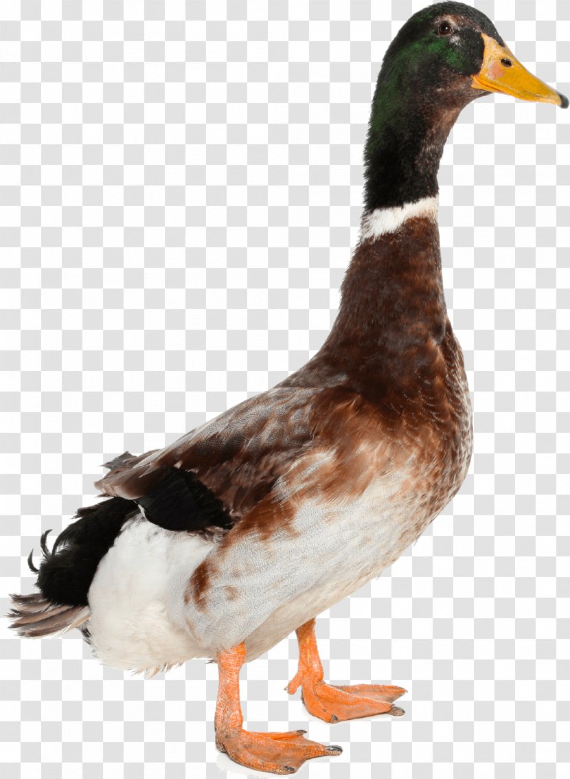 Duck Mallard Goose - Display Resolution - Image Transparent PNG