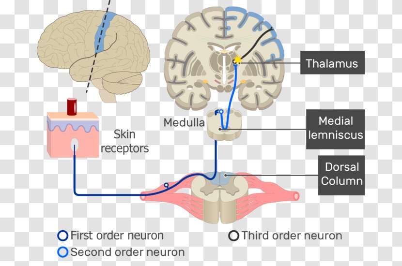 Brain Sensory Neuron Nervous System Receptor Neural Pathway - Watercolor - Primary Motor Cortex Transparent PNG