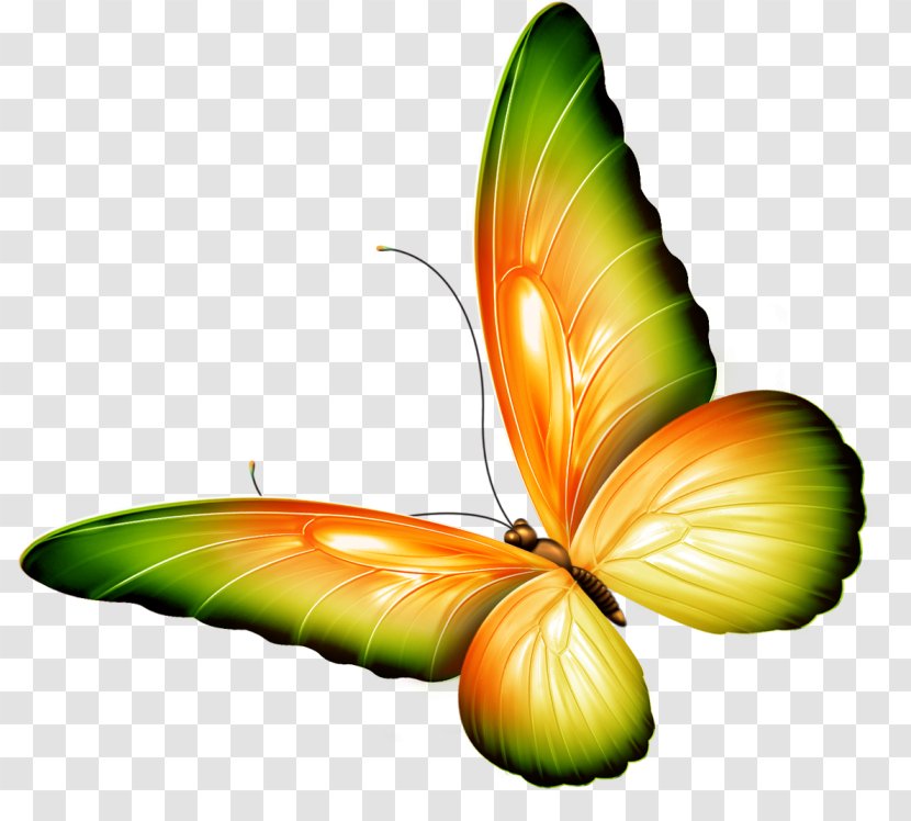 Brush-footed Butterflies Butterfly The Beautiful Garden Poems By Chinyere Nwakanma Clip Art Transparent PNG