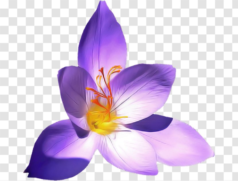 Flowering Plant Petal Flower Violet Purple - Saffron Crocus Tommie Transparent PNG