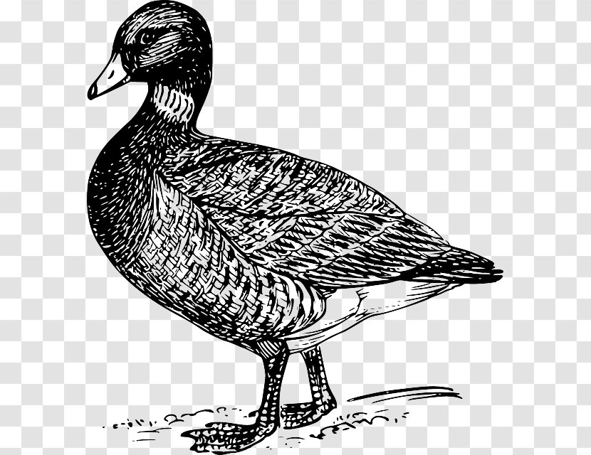 Goose Bird Duck Cygnini Drawing Transparent PNG