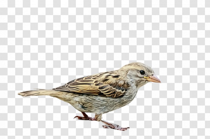 Bird House Sparrow Beak Song - Paint - Lark Finch Transparent PNG