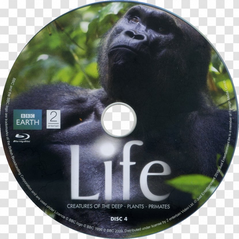 BBC Earth Gorilla DVD Retail - Snout - Great Ape Transparent PNG