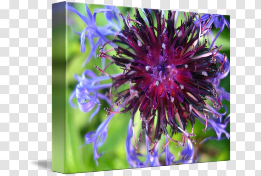 Milk Thistle Aster Passion Flower Petal Close-up - Plant - Closeup Transparent PNG