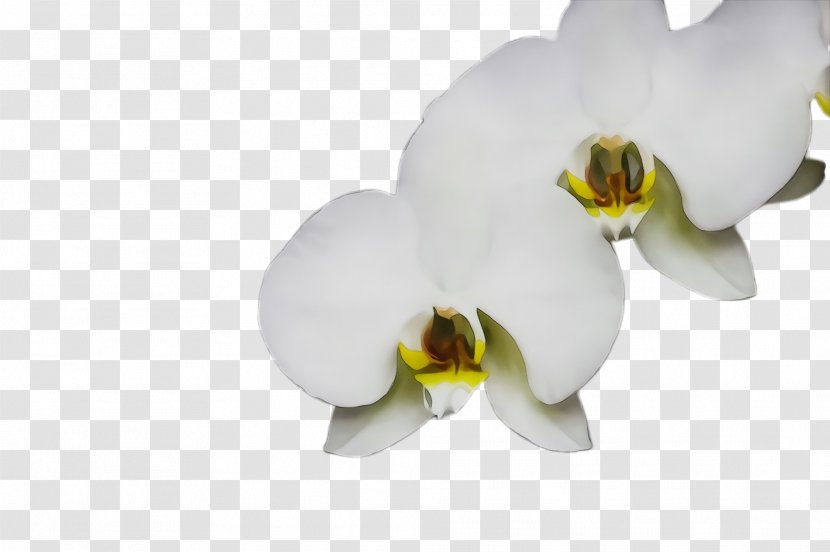 White Moth Orchid Flower Petal Plant - Phalaenopsis Sanderiana Transparent PNG