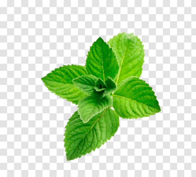 Peppermint Distillation Menthol Oil Flavor Transparent PNG