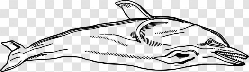 Dolphin Line Art Clip - Silhouette - Nature Sea Animals Transparent PNG