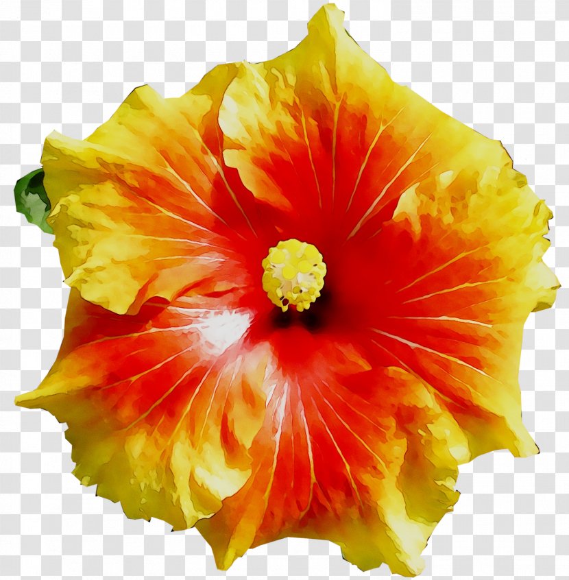Shoeblackplant Cut Flowers Rosemallows - Hawaiian Hibiscus Transparent PNG