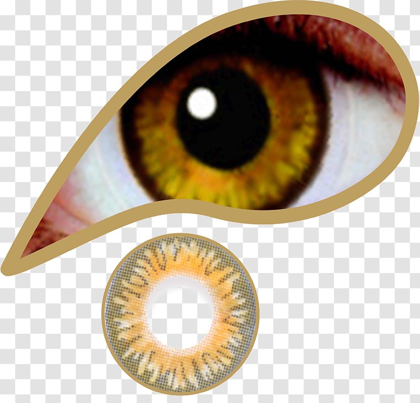 Contact Lenses Circle Lens Brown Color - Base Curve Radius - Eye Transparent PNG
