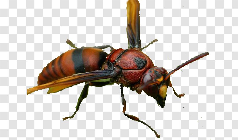 Hornet Cockroach Wasp Spider Termite - Flea - Carpenter Bee Traps Transparent PNG