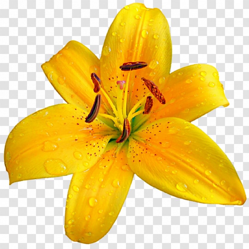 Lilium Bulbiferum Easter Lily Flower Clip Art - Orange - Yellow Transparent PNG
