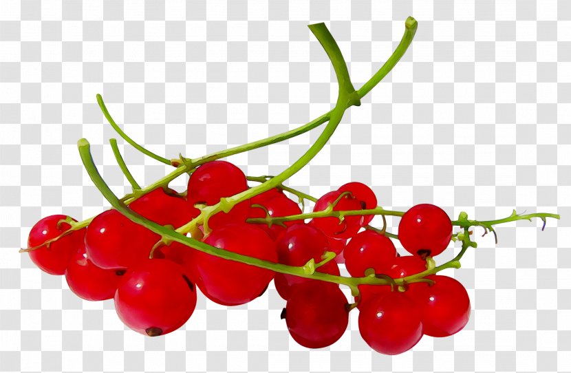 Zante Currant Cherries Redcurrant Blackcurrant Berries - Cranberry Transparent PNG