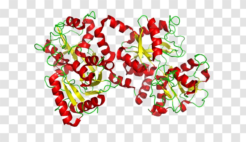 Lactoferrin Glycoprotein Transferrin Cell - Maillard Reaction Transparent PNG
