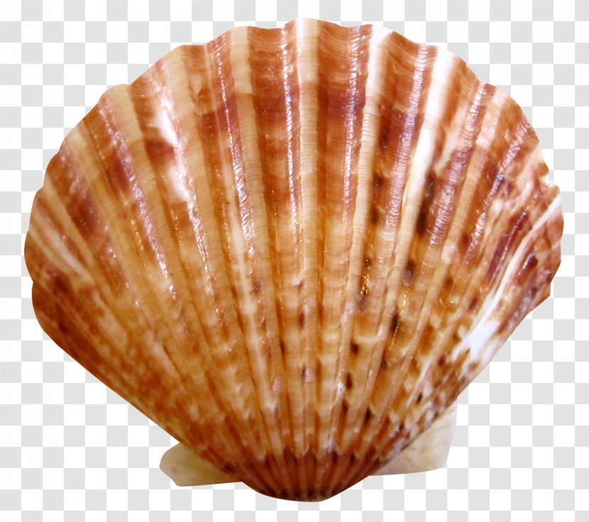 Clam Scallop Nantucket Seashell Cockle - Shell Transparent PNG